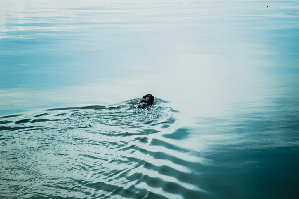 sheryl-burson-TBk05-WpQmQ-unsplash sheryl-burson-TBk05-WpQmQ-unsplash